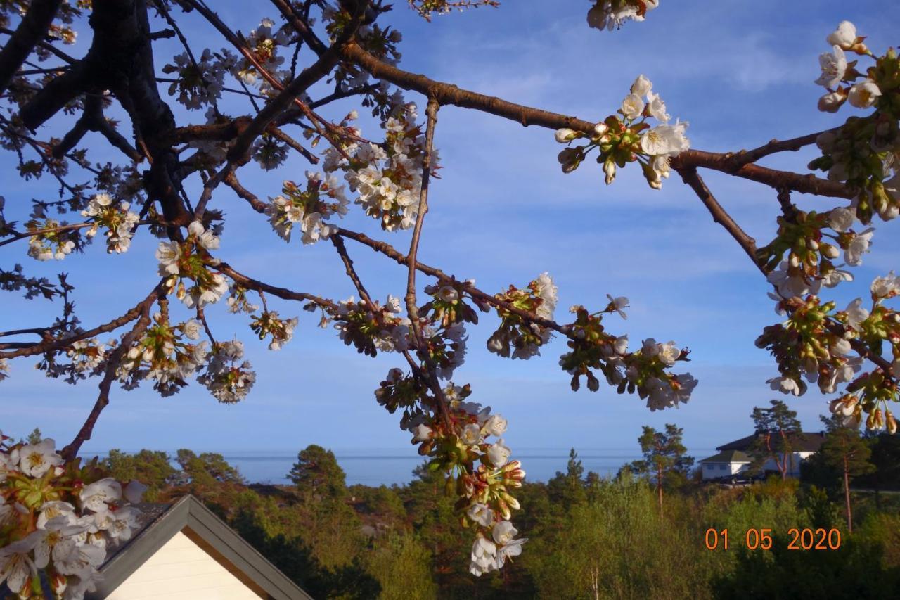 Risor Bed & Breakfast, Randvik Strand エクステリア 写真